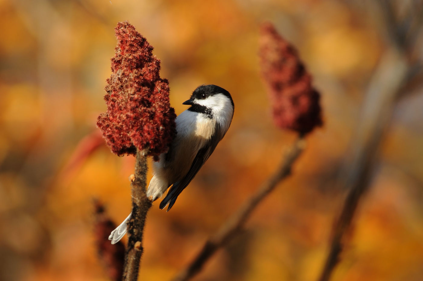 Black capped Chickadee (poecile atricapilla)