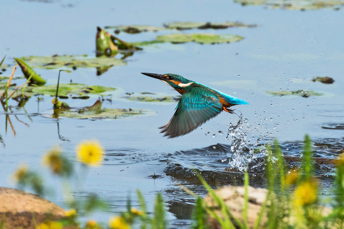 Eisvogel