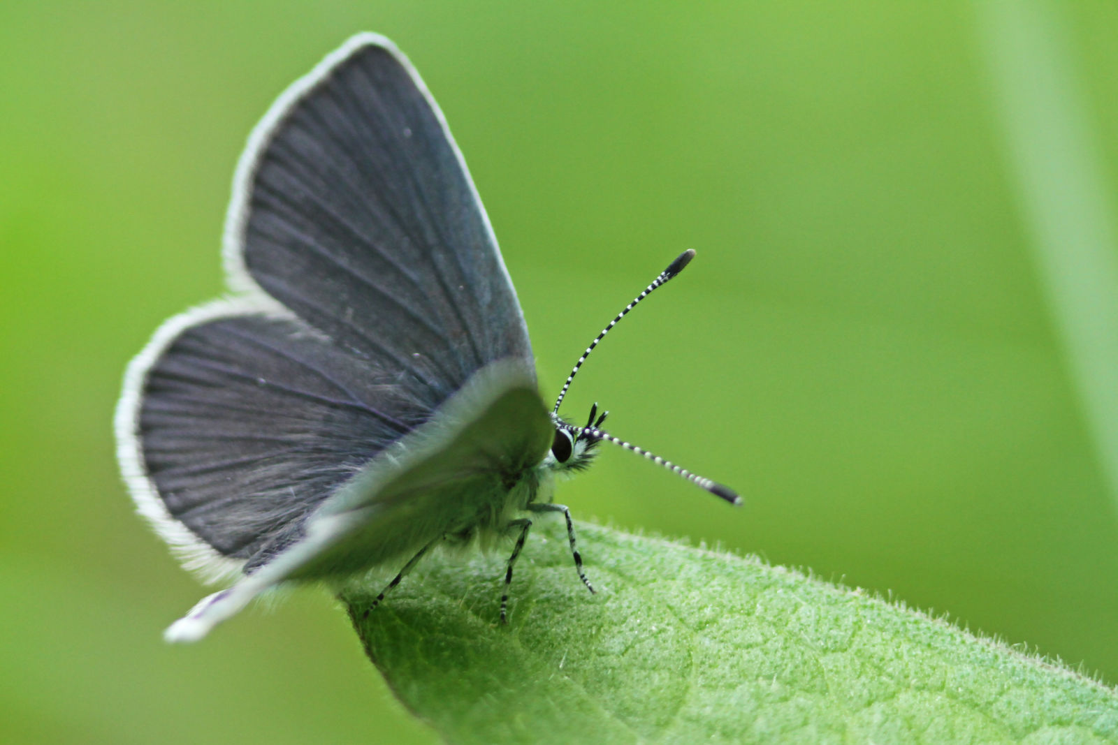 Preparing a wildlife friendly garden