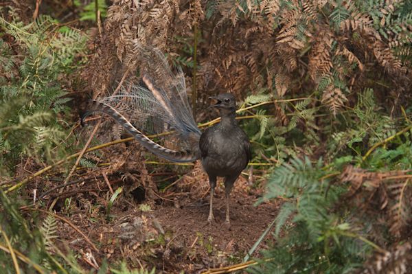 Superb Lyrebird (Menura novaehollandiae), Australia