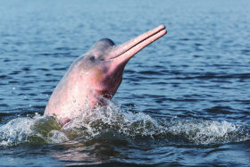 Boto Amazon River Dolphin 