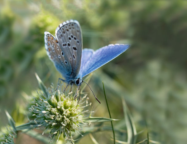 Butterfly Adonis Blue on Eryngo ID 1249310