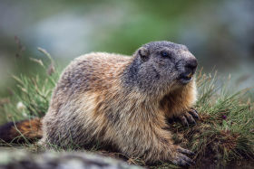 Murmeltier im Nationalpark Hohe Tauern