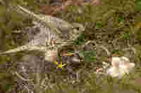 Female Merlin at nest with prey for chicks