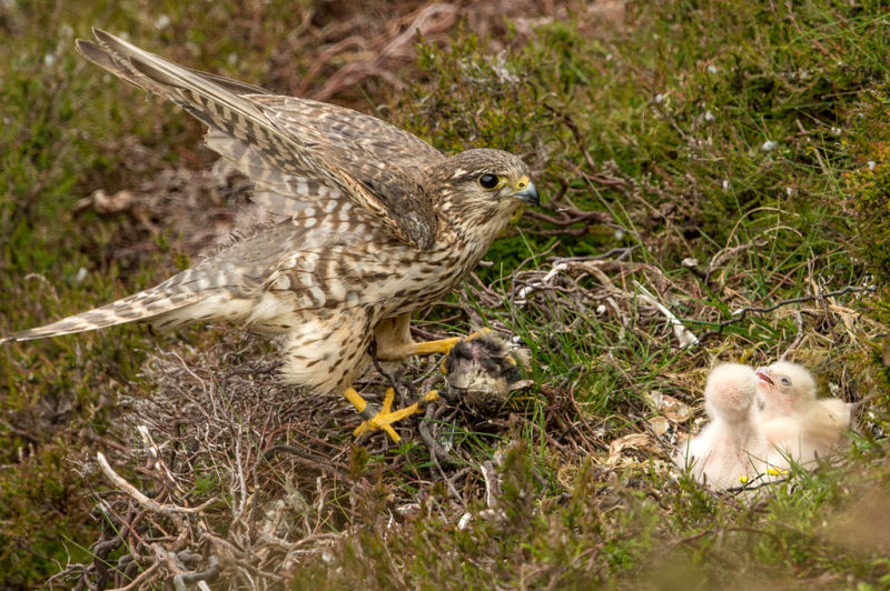 !!! Surveying and monitoring birds B/ - Female Merlin at nest with prey for chicks
