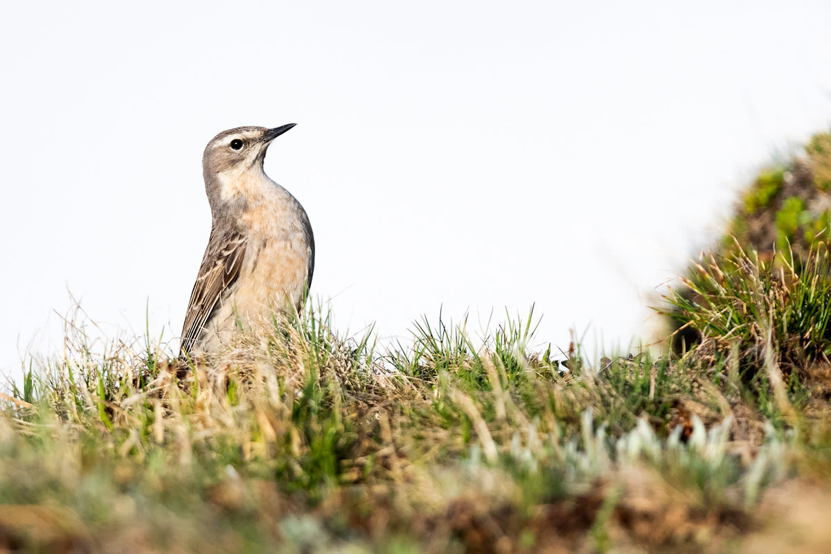 #gobirdingvlog Episode 6: Austrian Alps- Bergpieper / Water pipit by Leander Khil