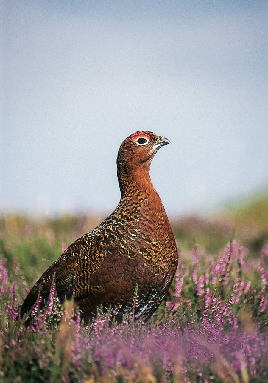 !!!Closer 2022 Hunting: Grouse On Heather