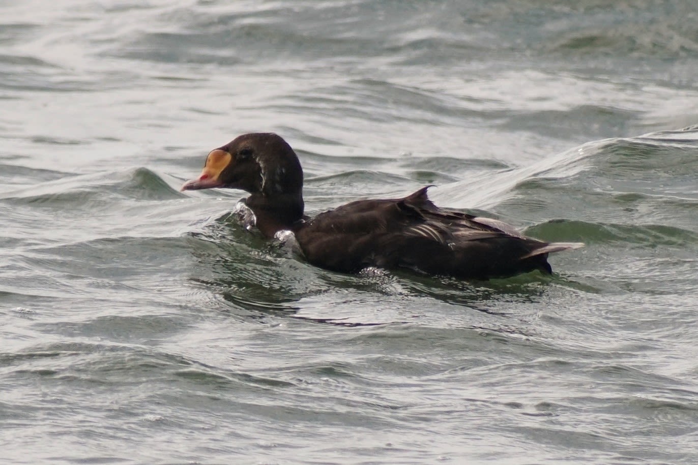 A male King Eider in eclipse plumage distinguished by the ‘sails’, yellow lobe and bill shape.