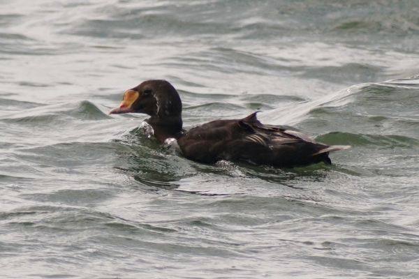 Search for the King Eider B - A male King Eider in eclipse plumage distinguished by the ‘sails’, yellow lobe and bill shape.