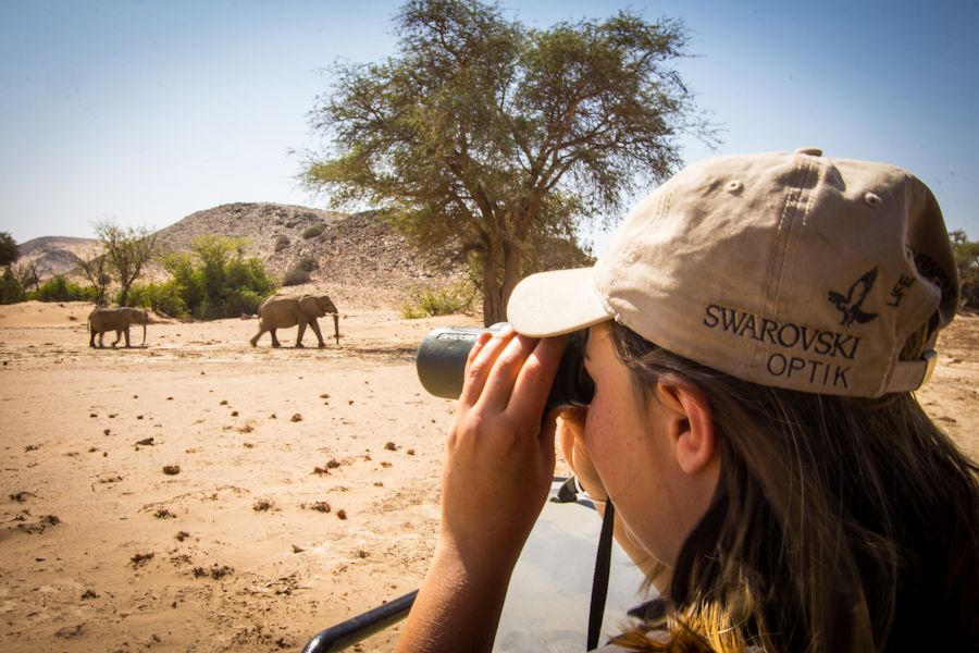 !!!  Track Desert Elephants in Namibia’s Wild /O - IMG 8686 rzd