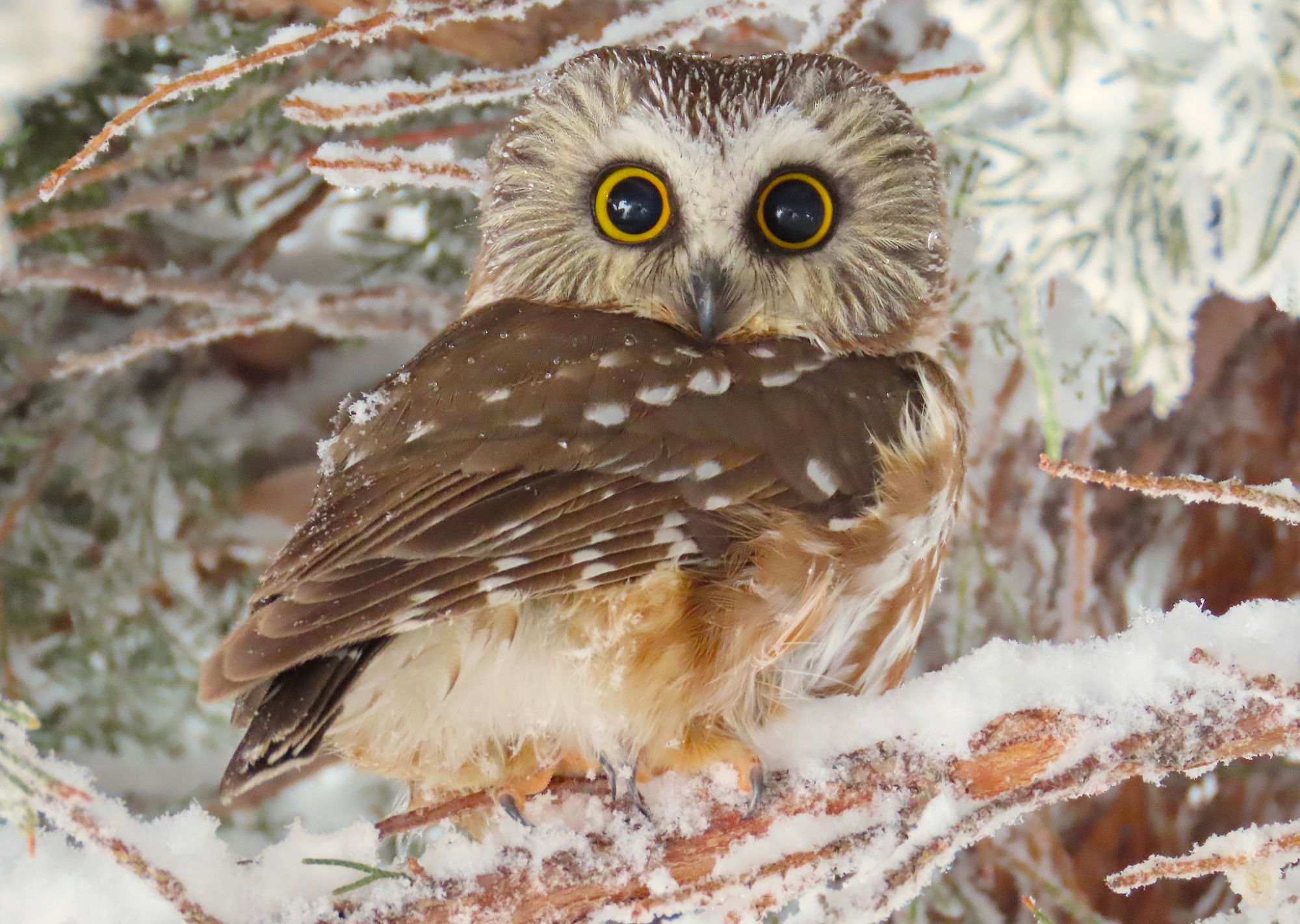 Northern Saw-whet Owl (Aegolius acadicus) by Hannah Floyd