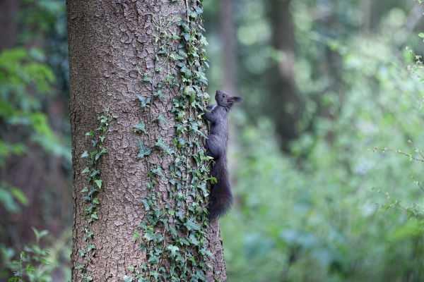 Squirrel climbing up a tree by Giuliano Scarparo 