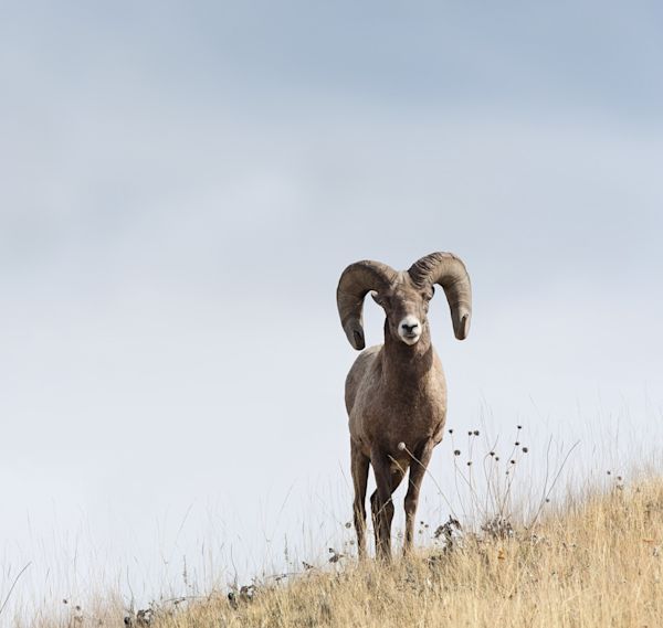 Rocky Mountain Bighorn Sheep; Ovis canadensis