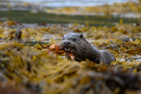 Isle of Mull Otterlooking out by Lara Jackson