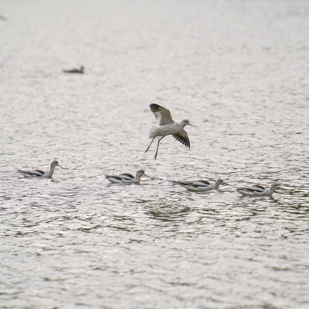 American Avocet (Recurvirostra americana) in flight by Charles Post