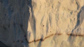 !!! Antarctic Petrels in front of an Iceberg Dan Brown IMG 7562