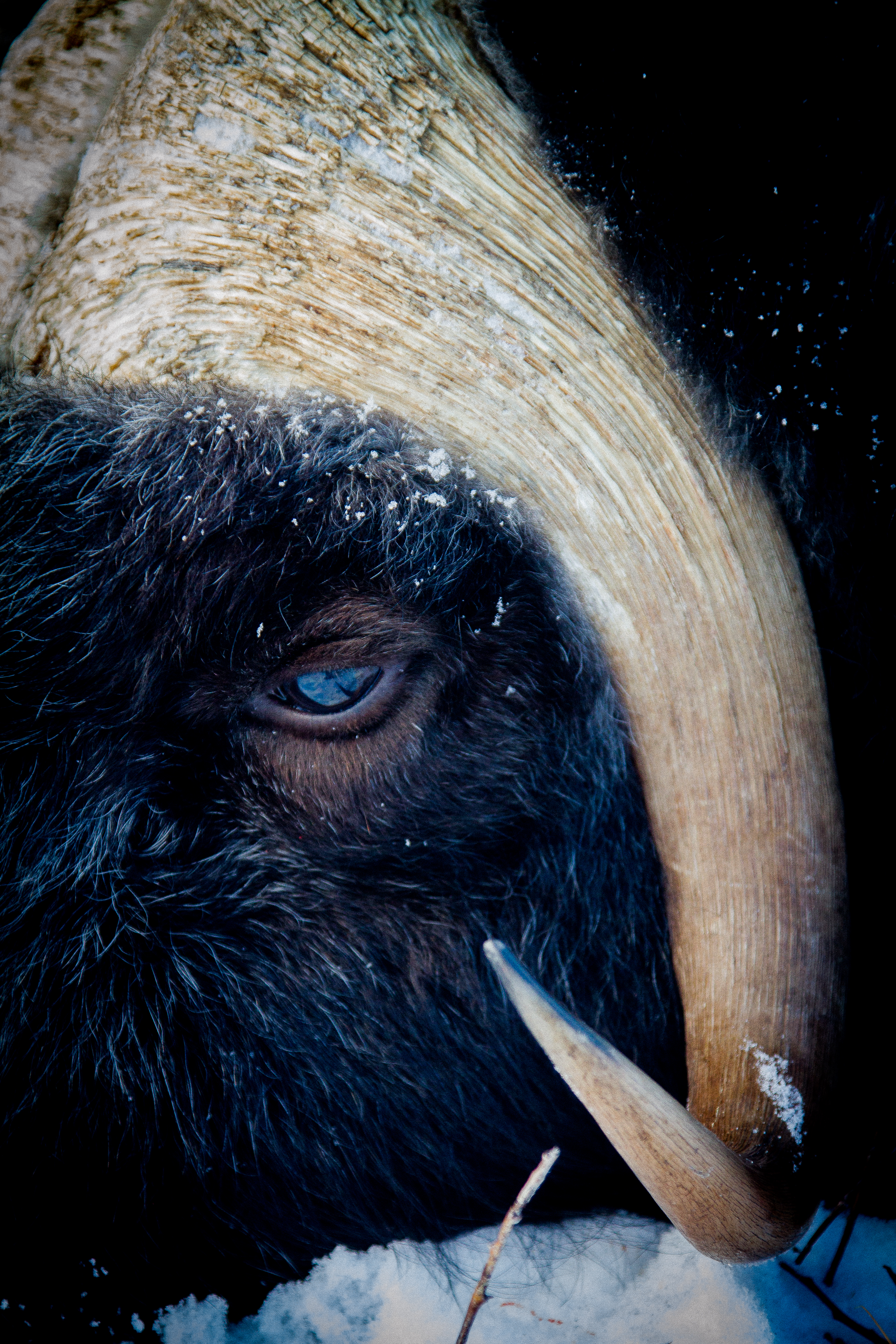 !!! Musk Ox