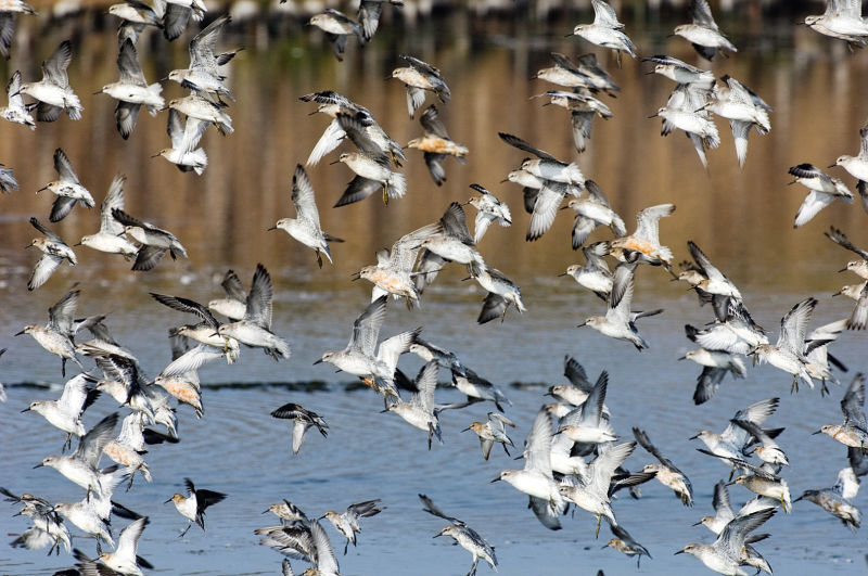 Birds on a lake Miracle of Migration ID 1247879