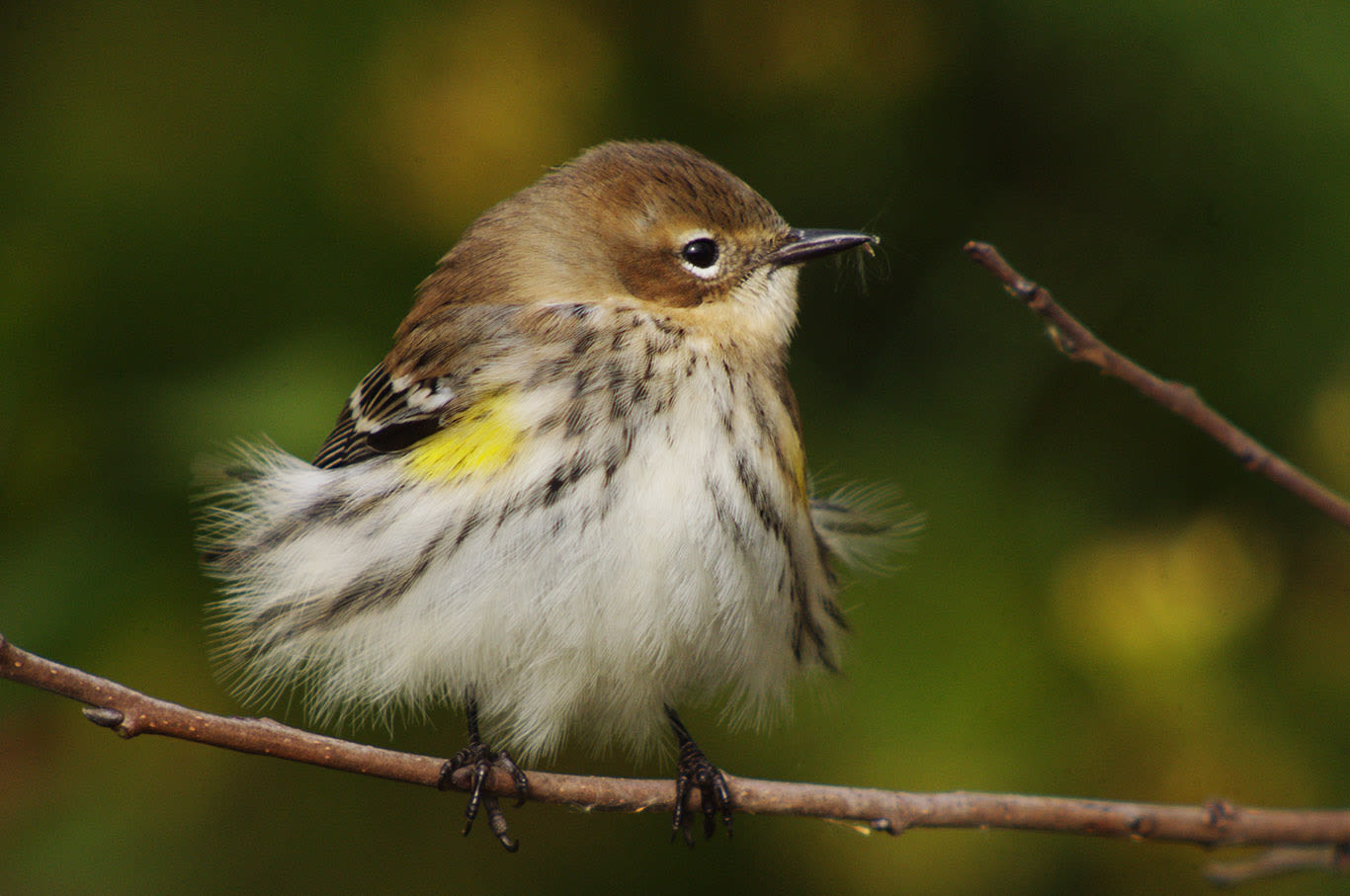 Yellow-rumped (Myrtle) Warbler, Clay Taylor