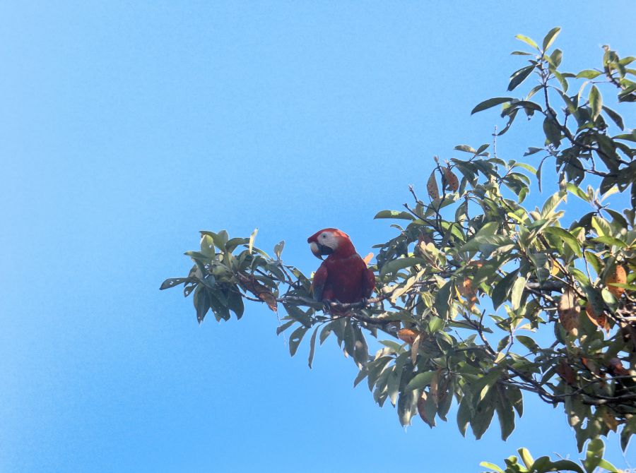 !!!Rick Bateman: A NEW WAY OF BIRDING WITH THE AX VISIO H/B/O - scarlet macaw