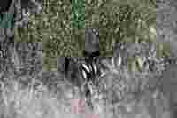 Giza - Black panther in India - Alexander Ley - Hero