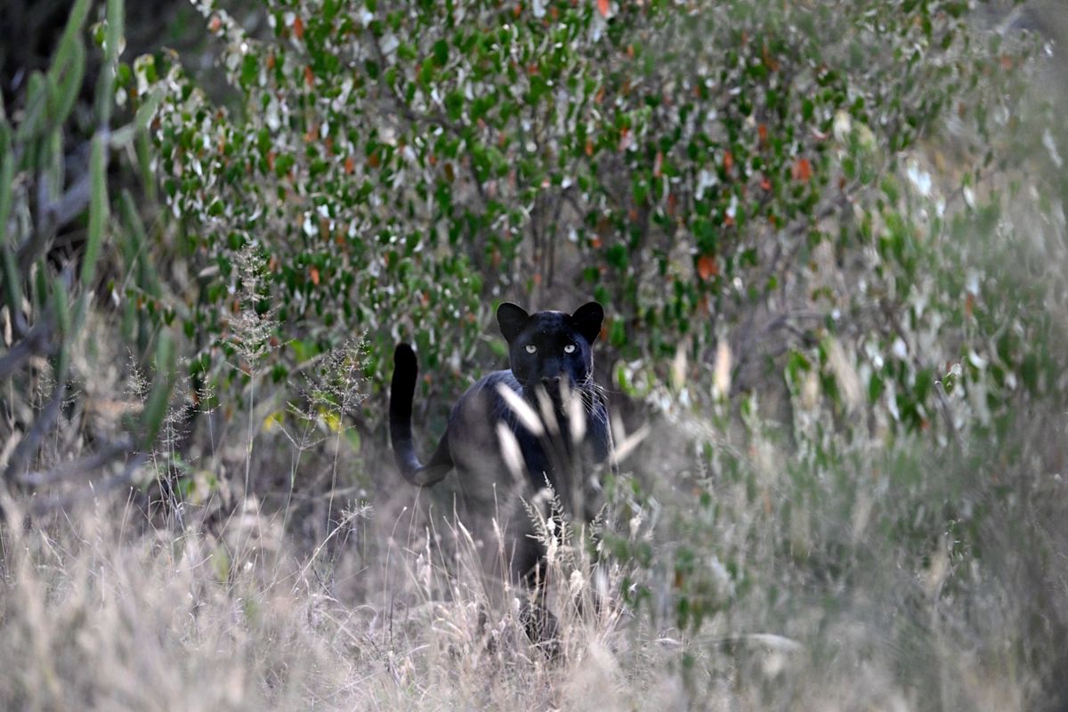 Giza - Black panther in India - Alexander Ley - Hero