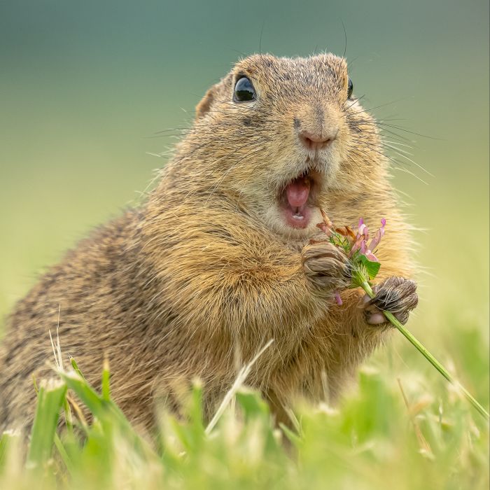 ground squirrel eating a flower by Andreas Hütten