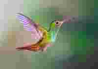 Rufous-tailed Hummingbird ID 1576004