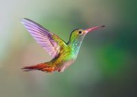 Rufous-tailed Hummingbird ID 1576004