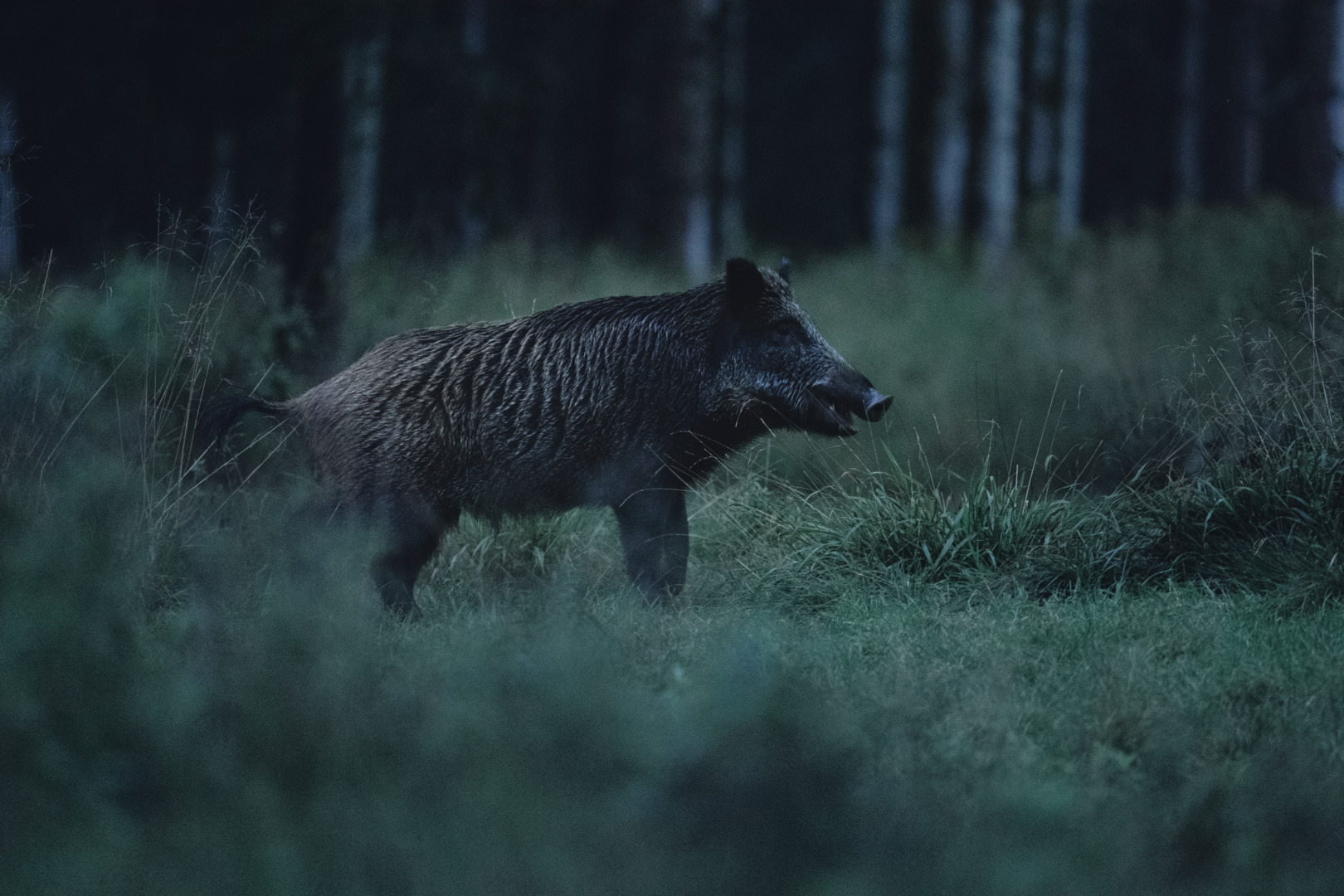 Wildschwein, wild boar, forest, thermal imaging, thermal vision , tm 35