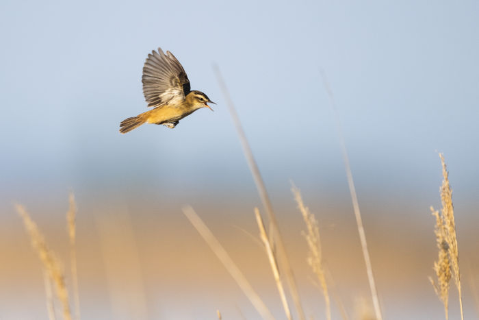 #gobirdingvlogs by Leander Khil - #gobirdingvlog Episode 7: Spring Bird Sounds Schilfrohrsänger by Leander Khil