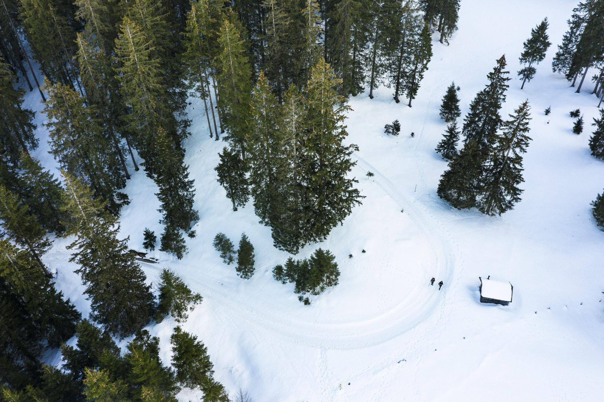 Woods and snow from above, Tannheim 