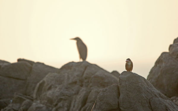 !!! Black capped Kingfisher and Pond Heron by the Beach, Surya Ramachandran