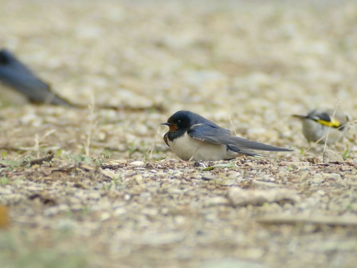 #gobirdingvlog Episode 3: European Farmland Birds Are Disappearing by Leander Khil