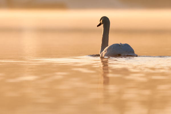 Close up: European Winter Waterfowl - Part 2 B/ - Mute Swan (Cygnus olor) 02 by Leander Khil