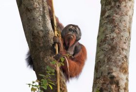 Orangutan on big tree Borneo