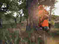 Swarovski Optik Z5(i) hunter aiming sitting in a wood