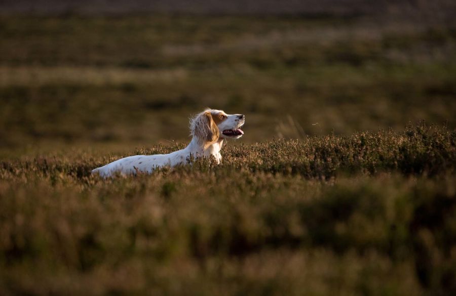 !!!Closer 2022 Hunting: 11 Grouse Dogs Stock Imagery by Scott Wicking