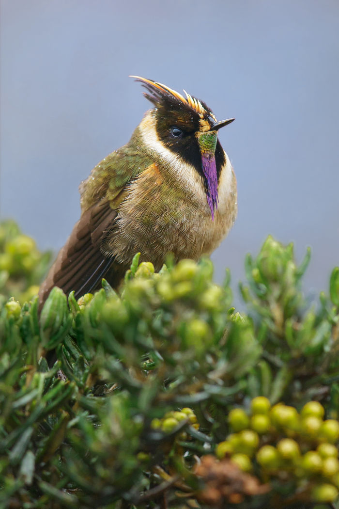 Buffy Helmetcrest (Oxypogon stuebelii) perched on a branch in the Andes Mountains of Colombia.