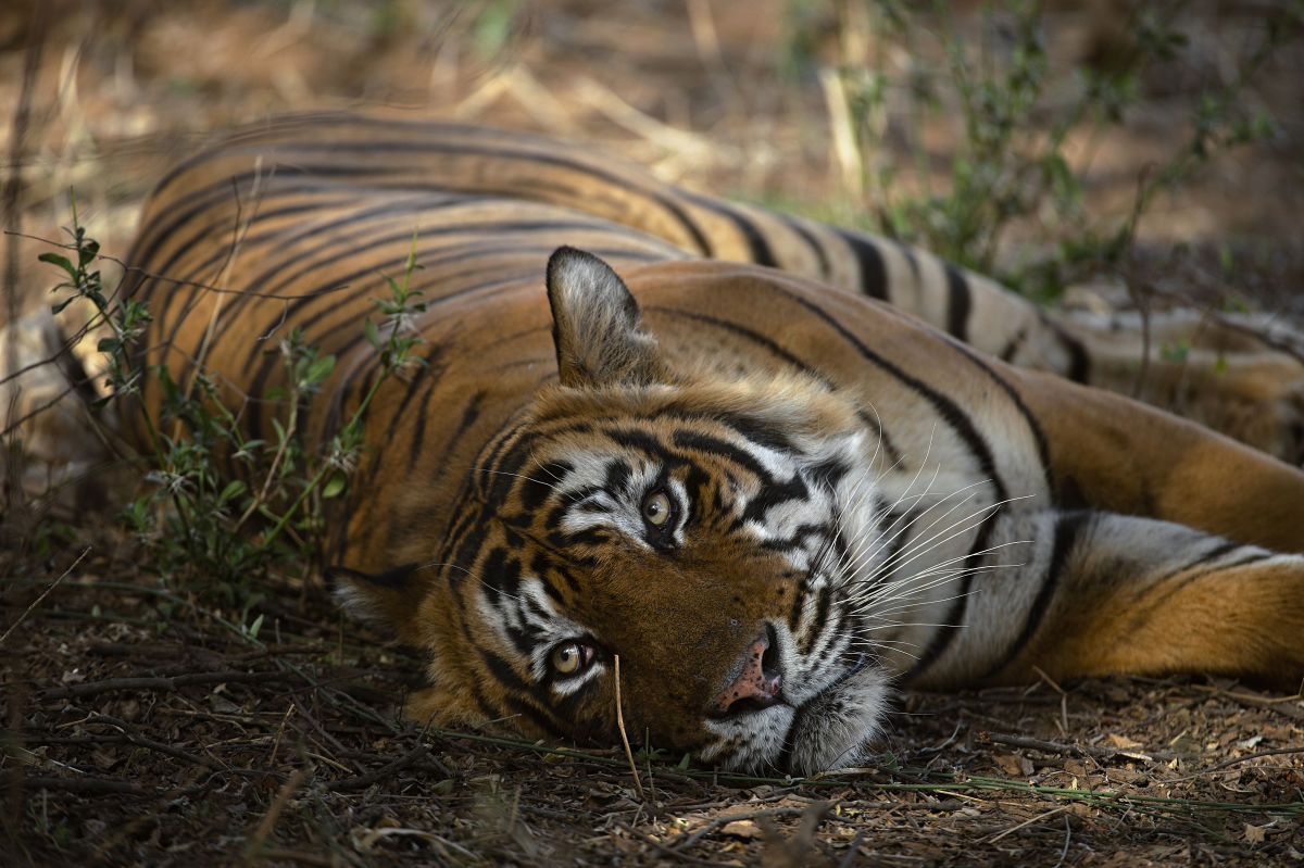 Wild tiger lying on the ground India, by The SUJÁN Life 