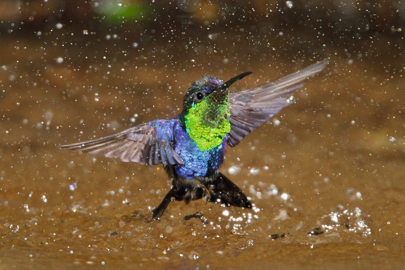 Les oiseaux lumineux I une s lection de photos