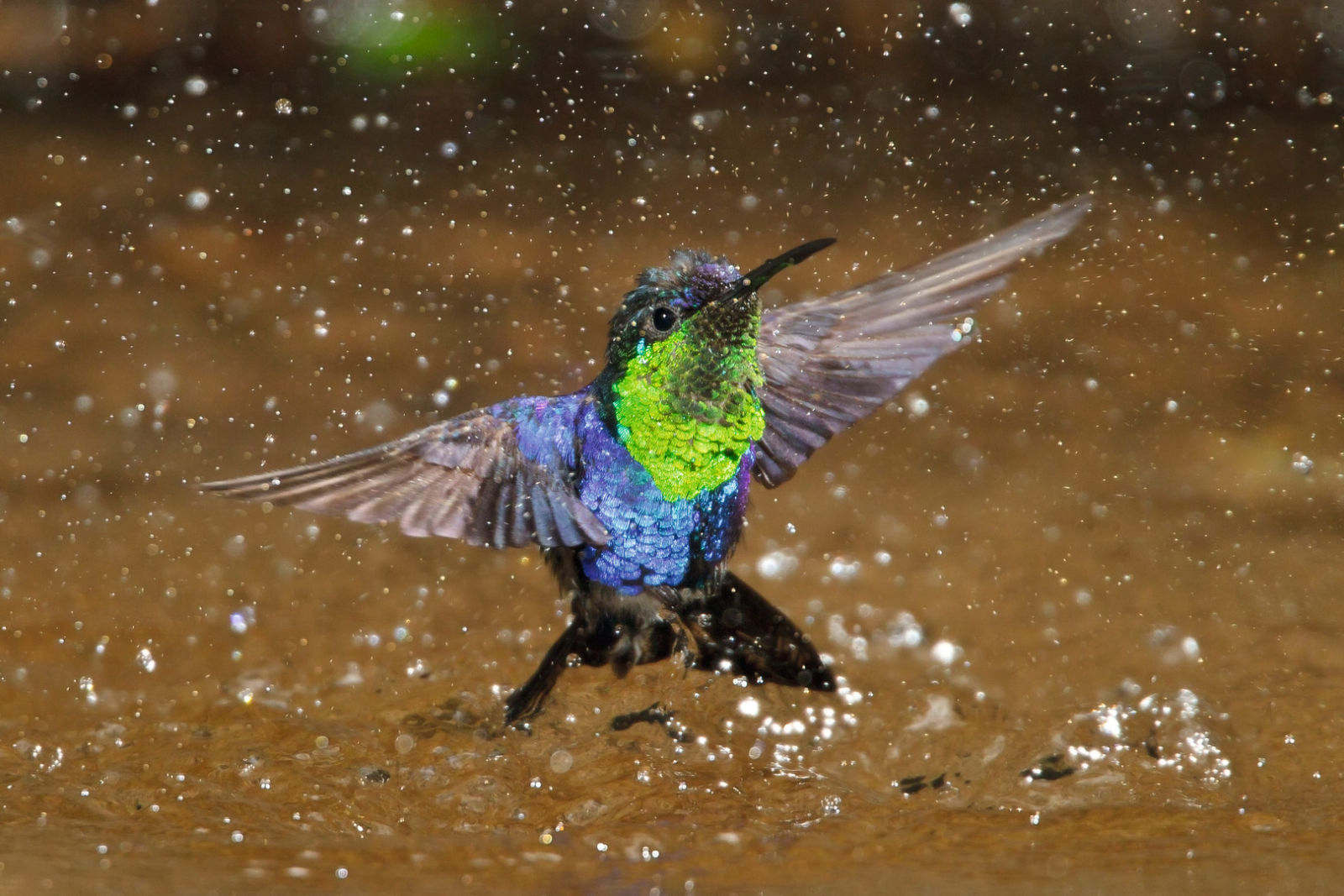 pájaros de colores volando