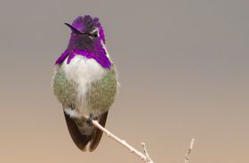 costas hummingbird arizona