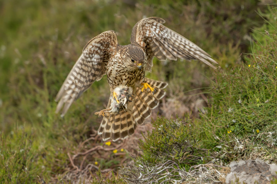 !!! Surveying and monitoring birds B/ - Female Merlin arriving at nest with prey