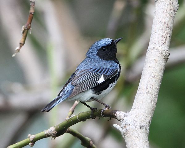 Black throated Blue Warbler