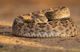 western diamondback rattlesnack arizona