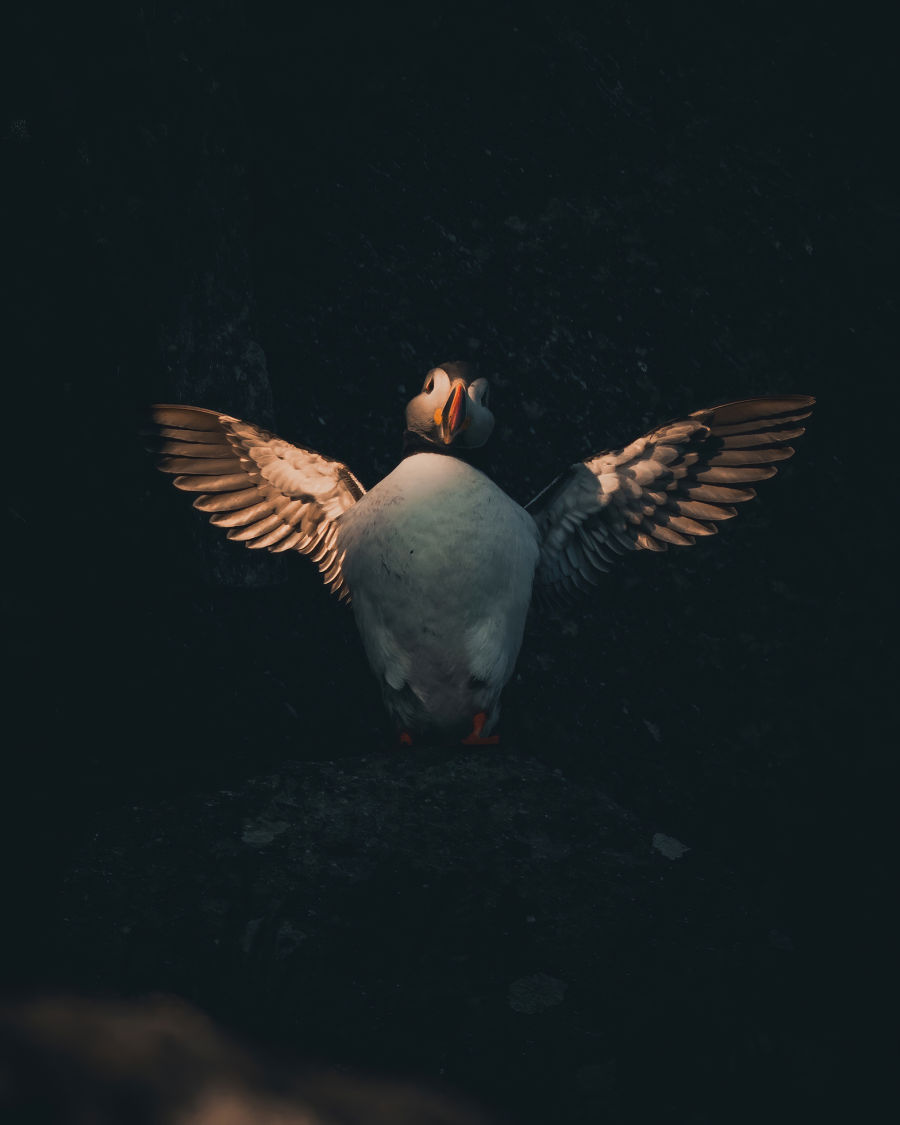 !!!Nature Explorers: Jan Bjorge at Runde bird mountain O/ - Puffin wings spread