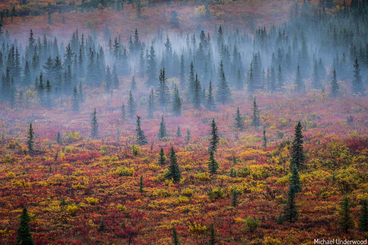 Landscape Denali National Park by Nature Explorer Michael Underwood 