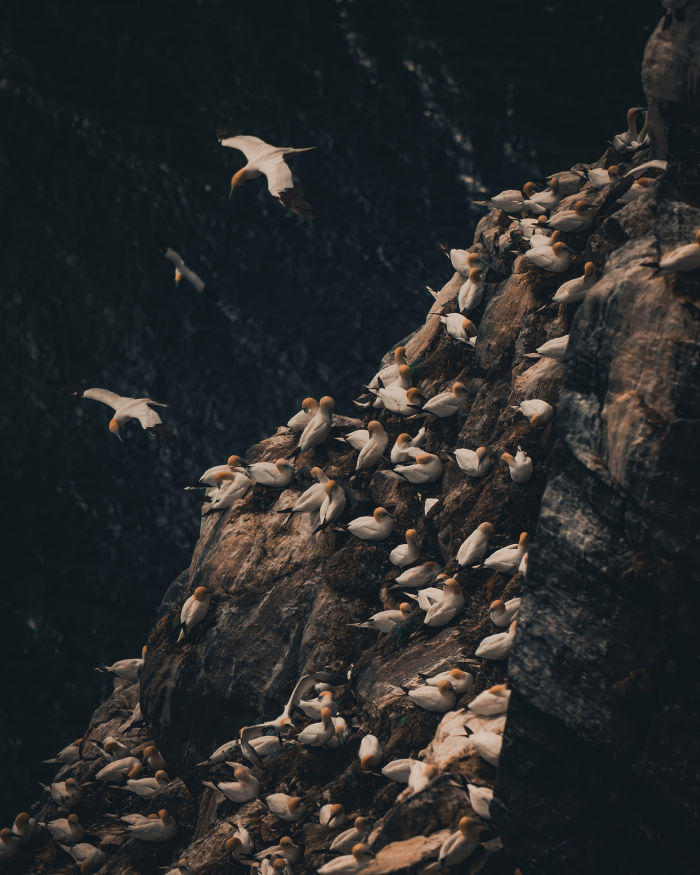 Nature Explorers: gannets at the cliffs of Rundebranden by Jan Bjorge 