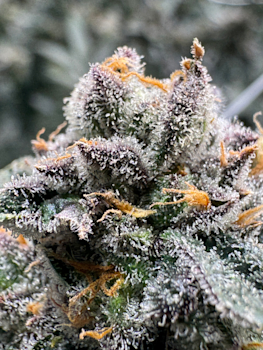 Animals XJ-13 strain - bloom week 7